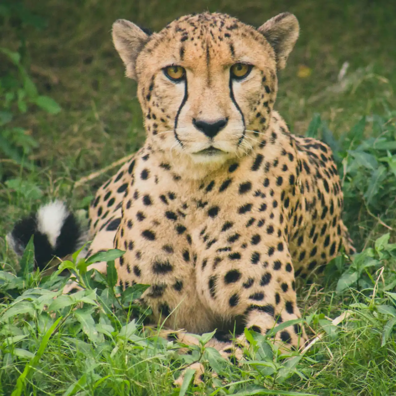 Cheetah in the bush photographed on a private Kruger safari