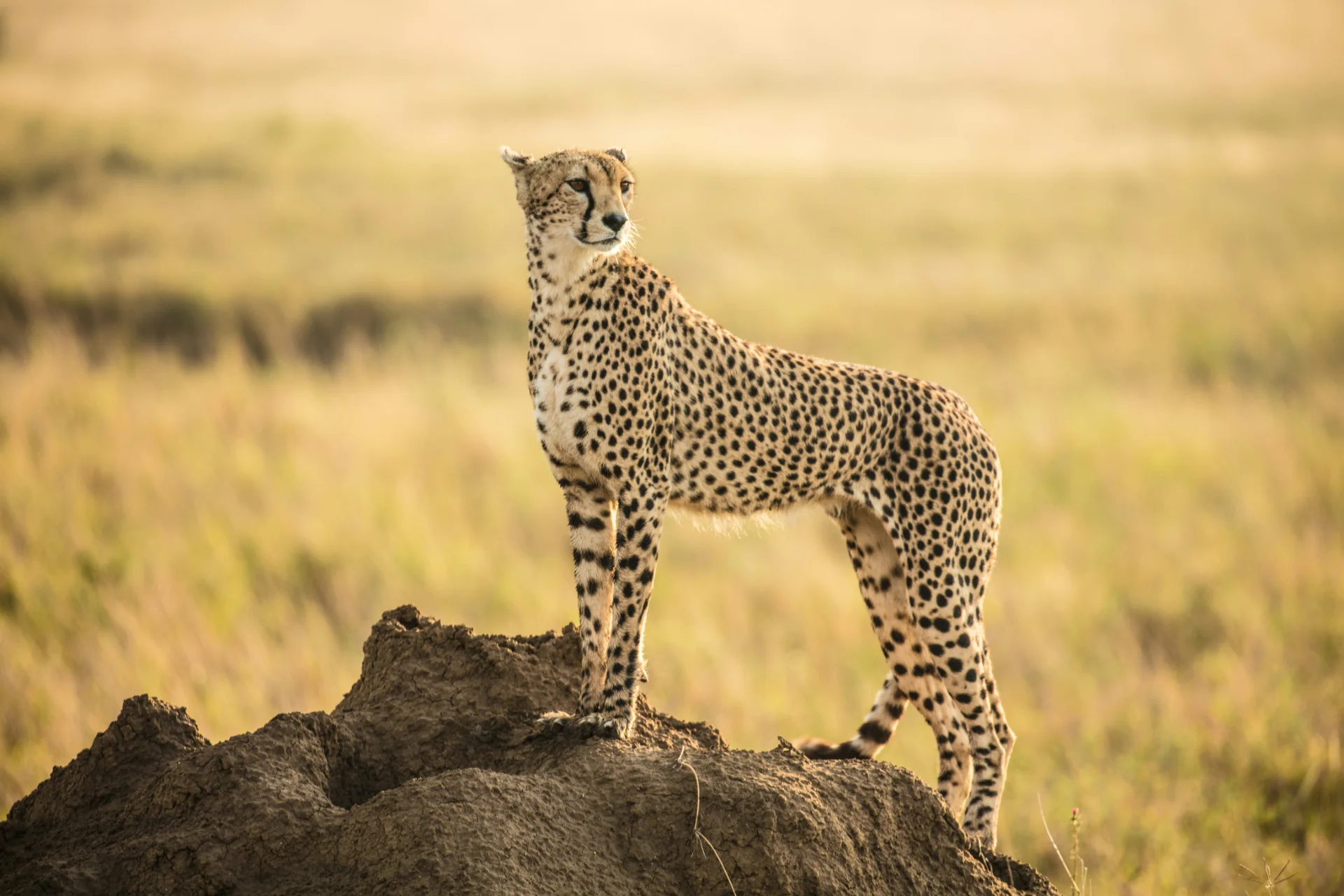 Cheetah resting on a rock in Kruger National Park