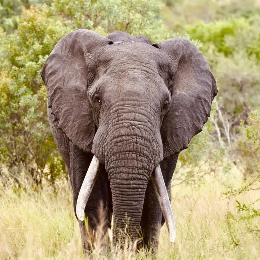 Elephant in Kruger National Park, often seen on morning and afternoon half day safaris