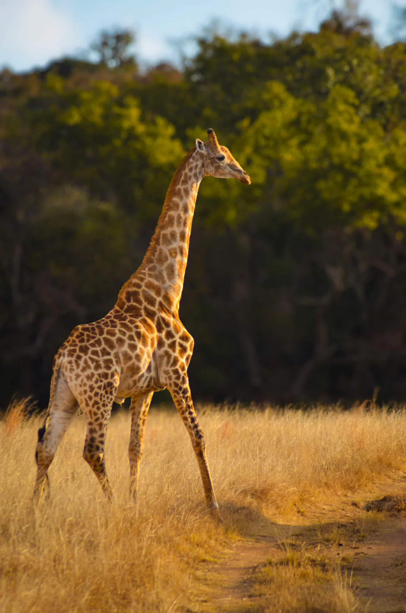 Giraffe alongside the road in Kruger National Park