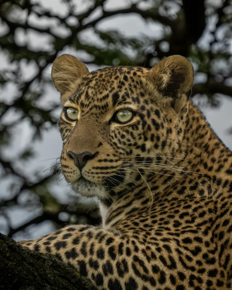 Wildlife sighting in Kruger National Park, showing the type of environment visitors experience on safari