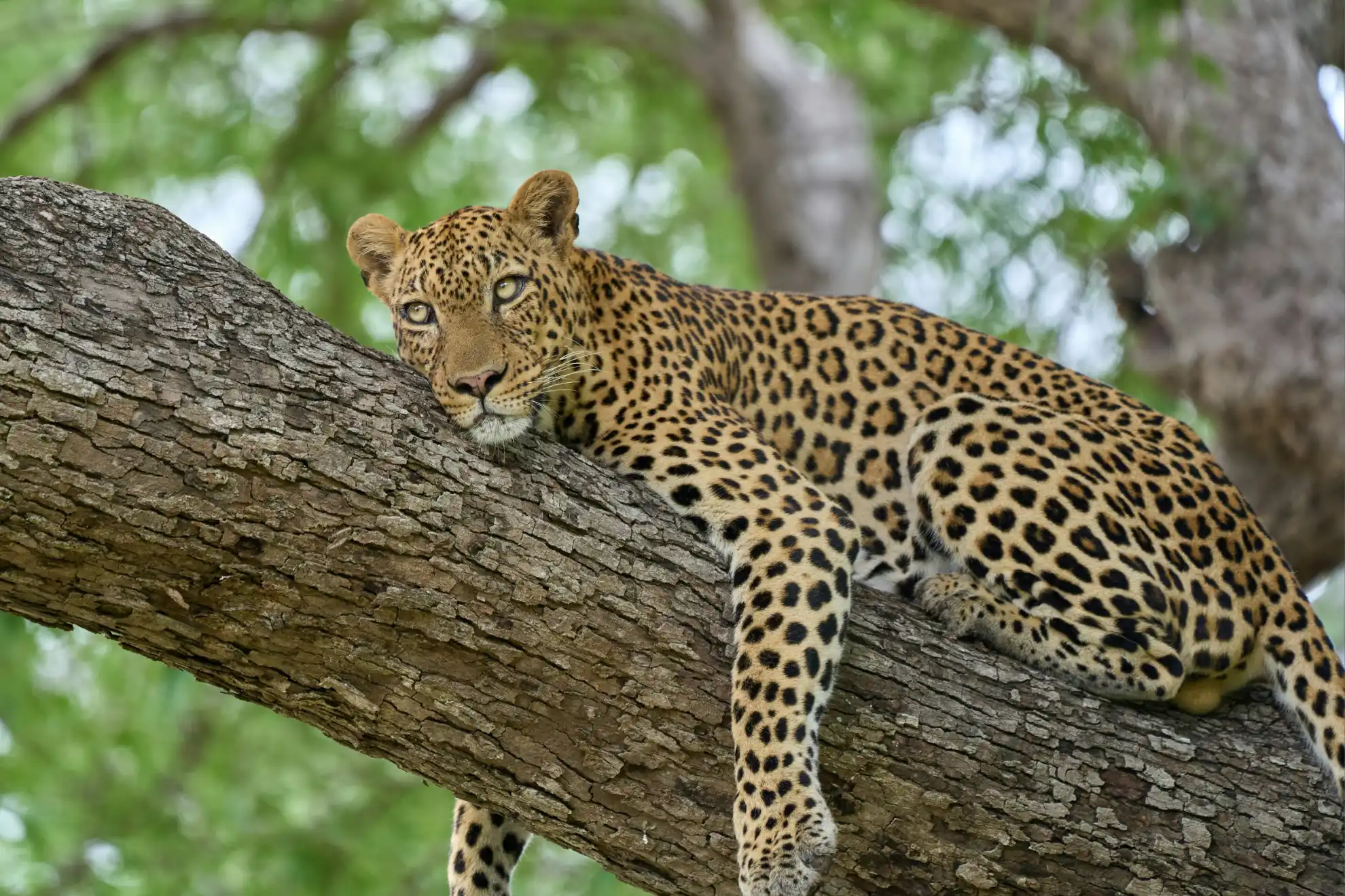 Leopard resting in a tree during a Kruger safari game drive