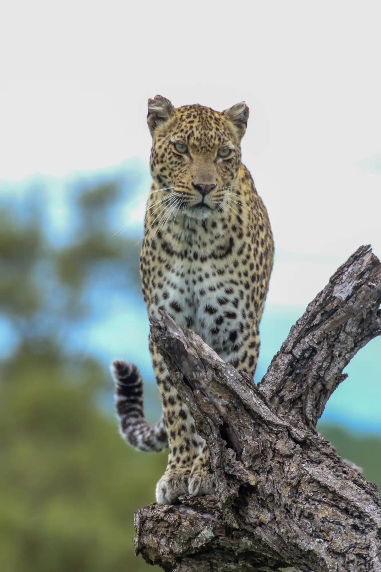 Leopard seen on a private Kruger safari