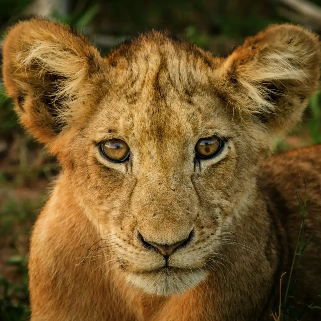 Lion cub in Kruger National Park, highlighting wildlife encounters on full day safaris