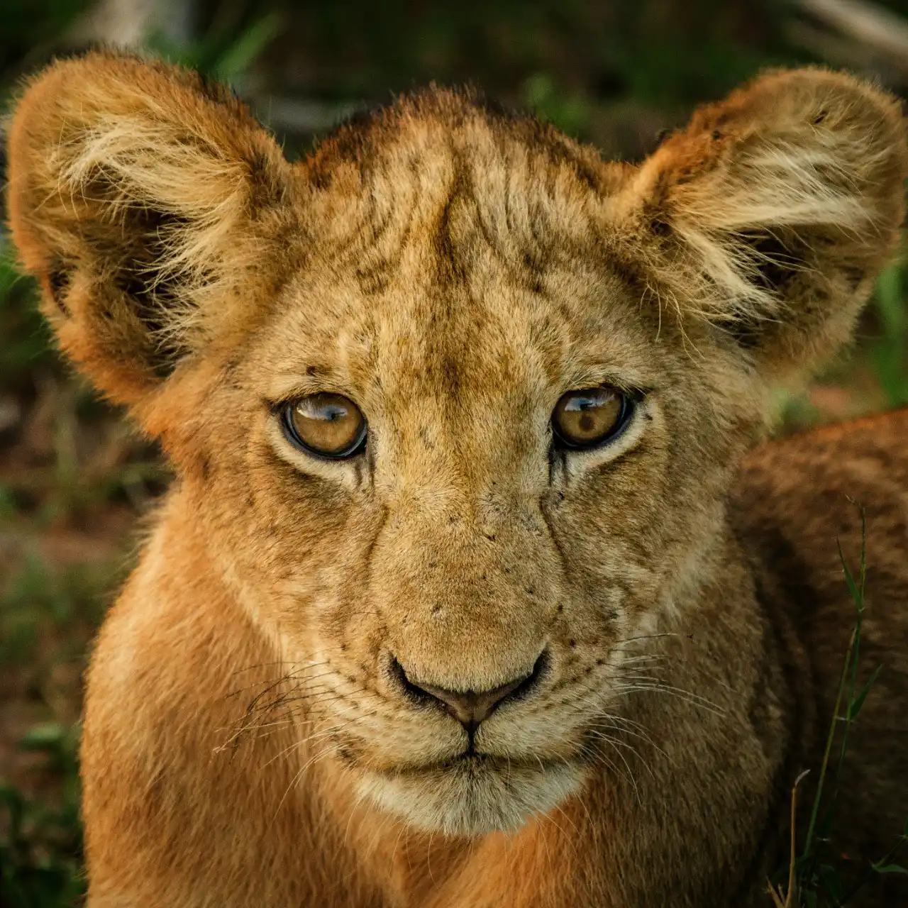 Lion cub seen on a full-day Kruger safari