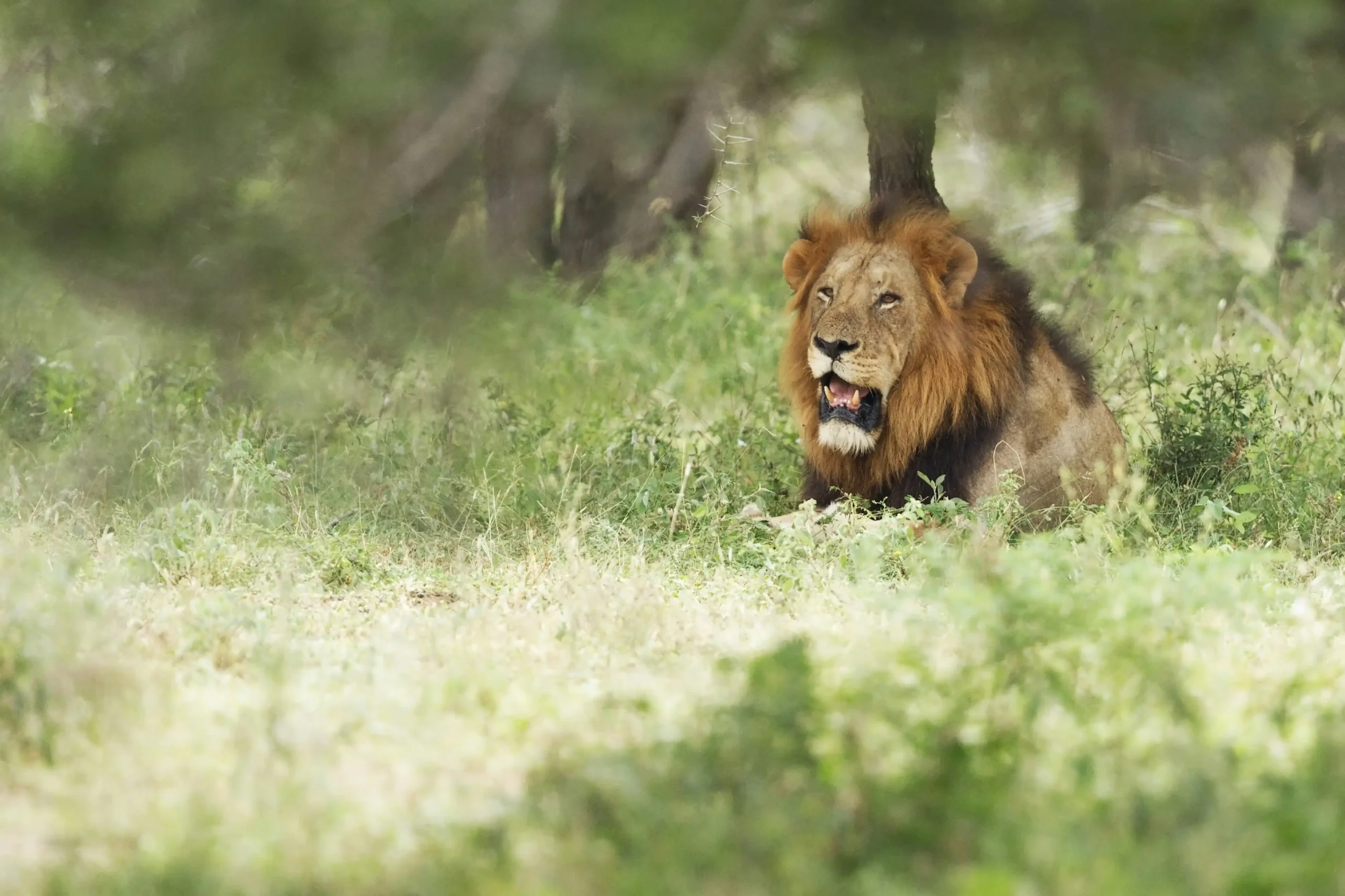 Lion resting beneath a bush in Kruger National Park