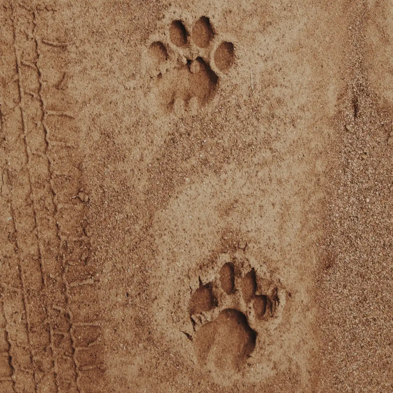Lion paw prints on a dirt road in Kruger — self-drive safari