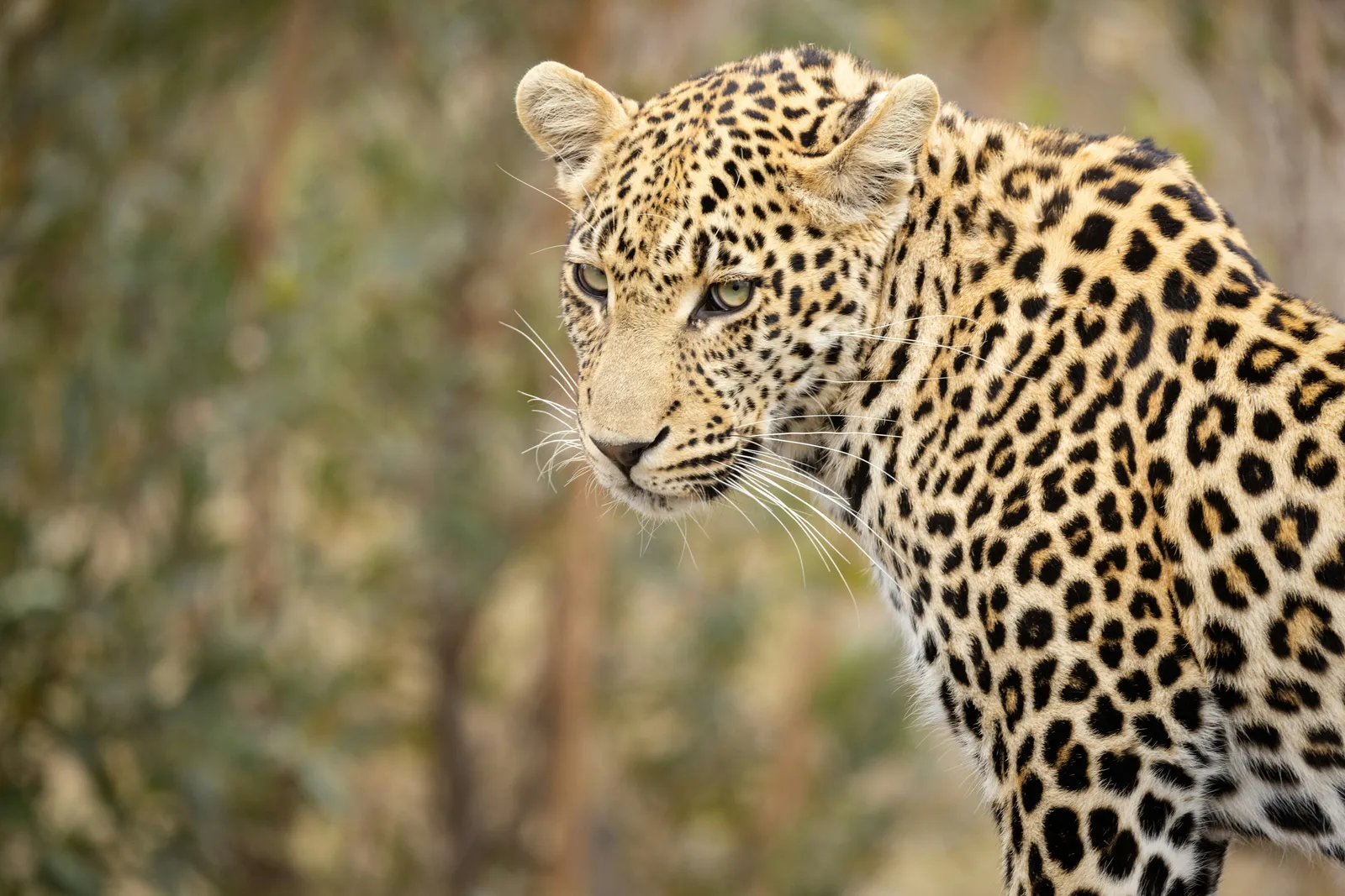 Leopard portrait in natural habitat in Kruger National Park