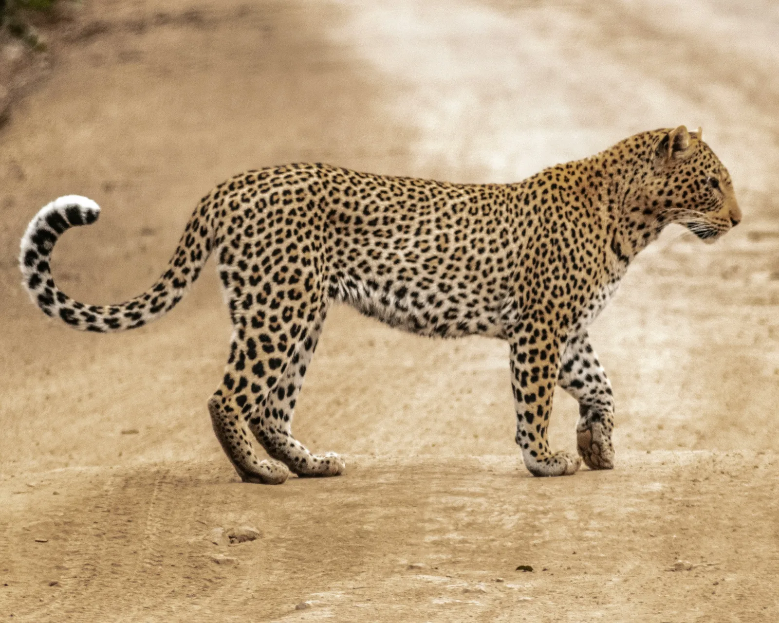 Leopard walking along a dirt road inside the Kruger Lowveld