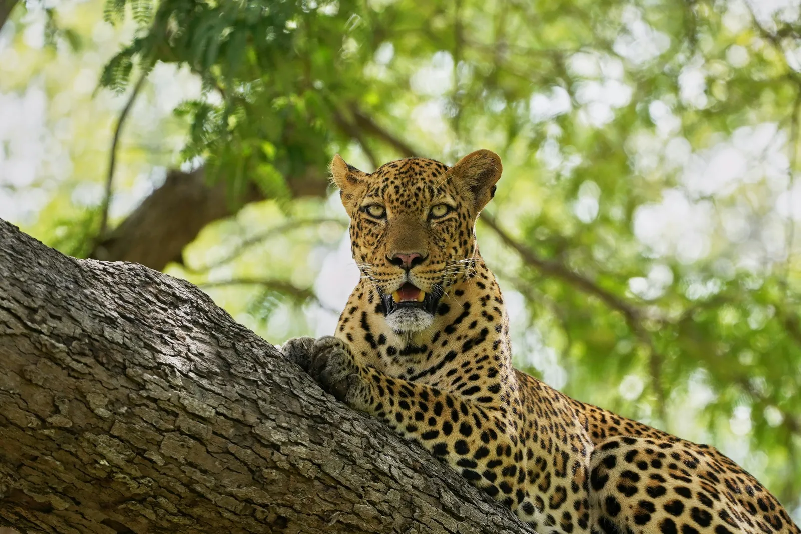 Leopard resting in a tree in Kruger National Park, seen on a guided safari from Hazyview