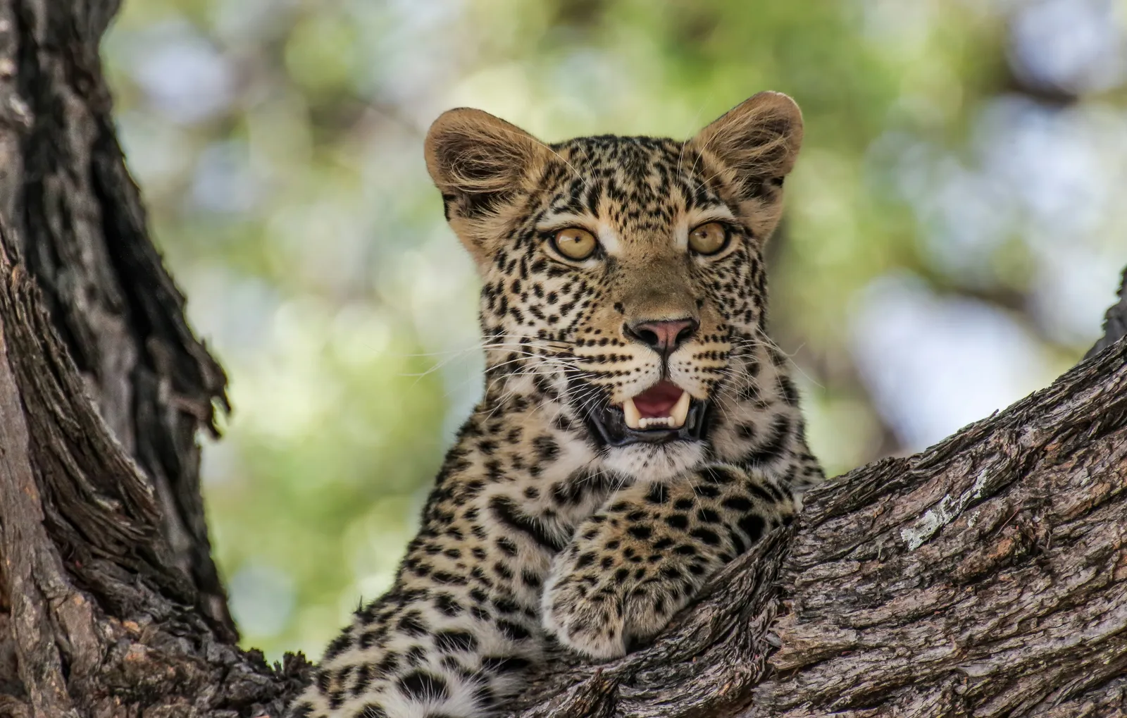 Leopard cub resting in a tree along the Lower Sabie road in Kruger National Park, photographed on a guided safari from Marloth Park
