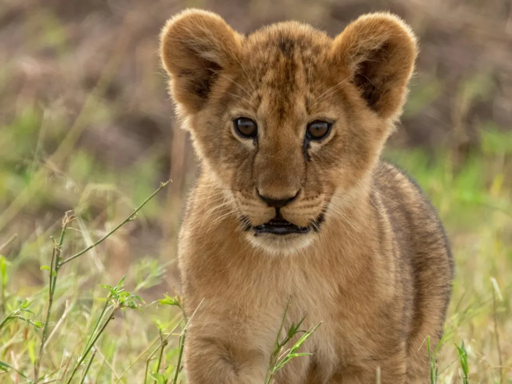 kruger safari lion cub portrait in grass