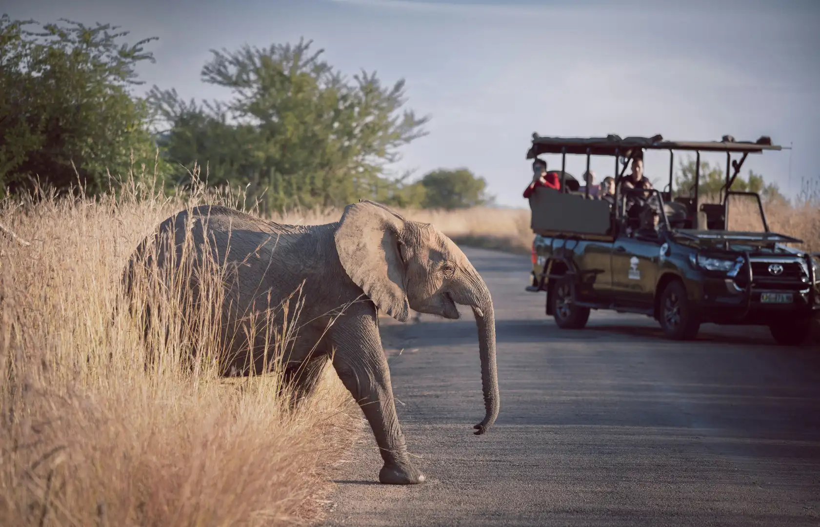 Elephant crossing the road at sunrise in Kruger National Park