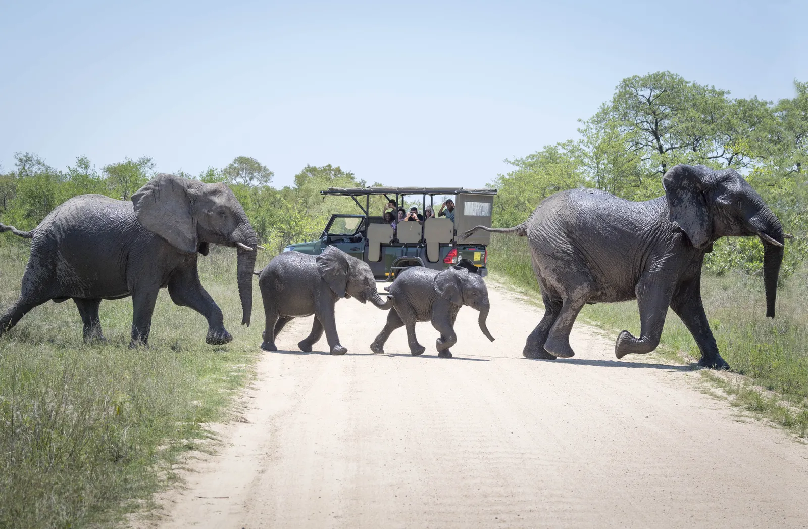 Elephants crossing the road in front of an open safari vehicle in Kruger National Park