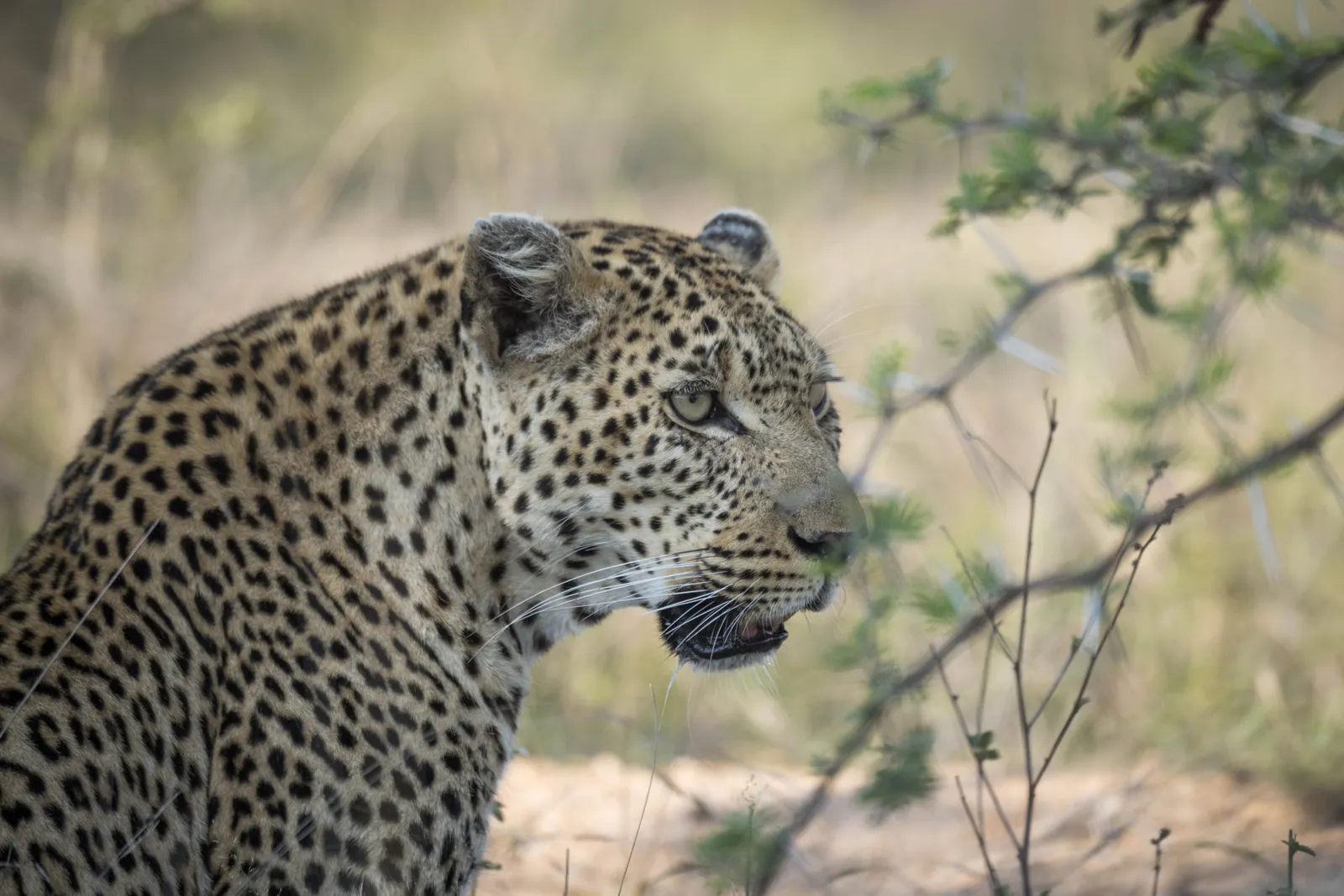 Open safari vehicle stopped for a leopard sighting in Kruger National Park